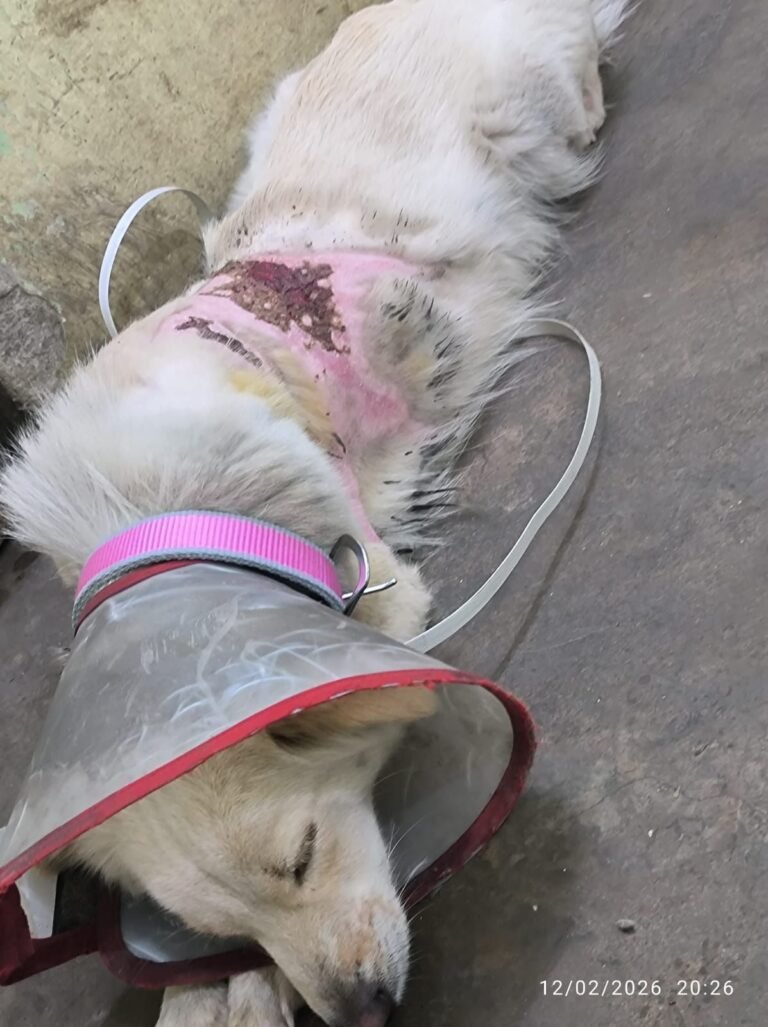 img-20260224-wa08892616274367936189500