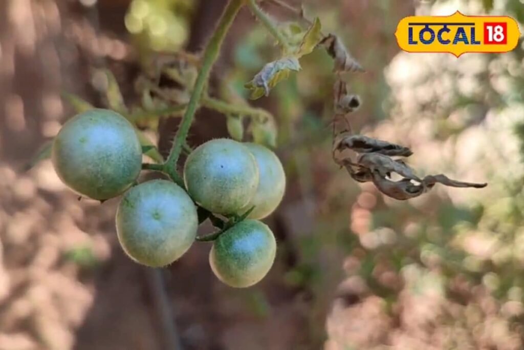 बेंगलुरु वाले हाइब्रिड का बाप है चिरपुटी टमाटर! किसी भी सीजन में उगाएं, 2 महीने में फल आना शुरू