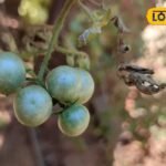 बेंगलुरु वाले हाइब्रिड का बाप है चिरपुटी टमाटर! किसी भी सीजन में उगाएं, 2 महीने में फल आना शुरू