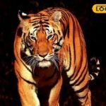 पलामू टाइगर रिजर्व में 500 कैमरा ट्रैप से हो रही बाघों की निगरानी, अहम जानकारियां हुई रिकॉर्ड