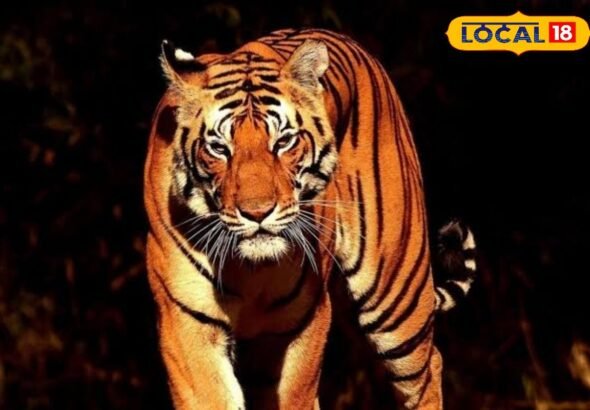 पलामू टाइगर रिजर्व में 500 कैमरा ट्रैप से हो रही बाघों की निगरानी, अहम जानकारियां हुई रिकॉर्ड