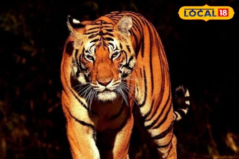 पलामू टाइगर रिजर्व में 500 कैमरा ट्रैप से हो रही बाघों की निगरानी, अहम जानकारियां हुई रिकॉर्ड