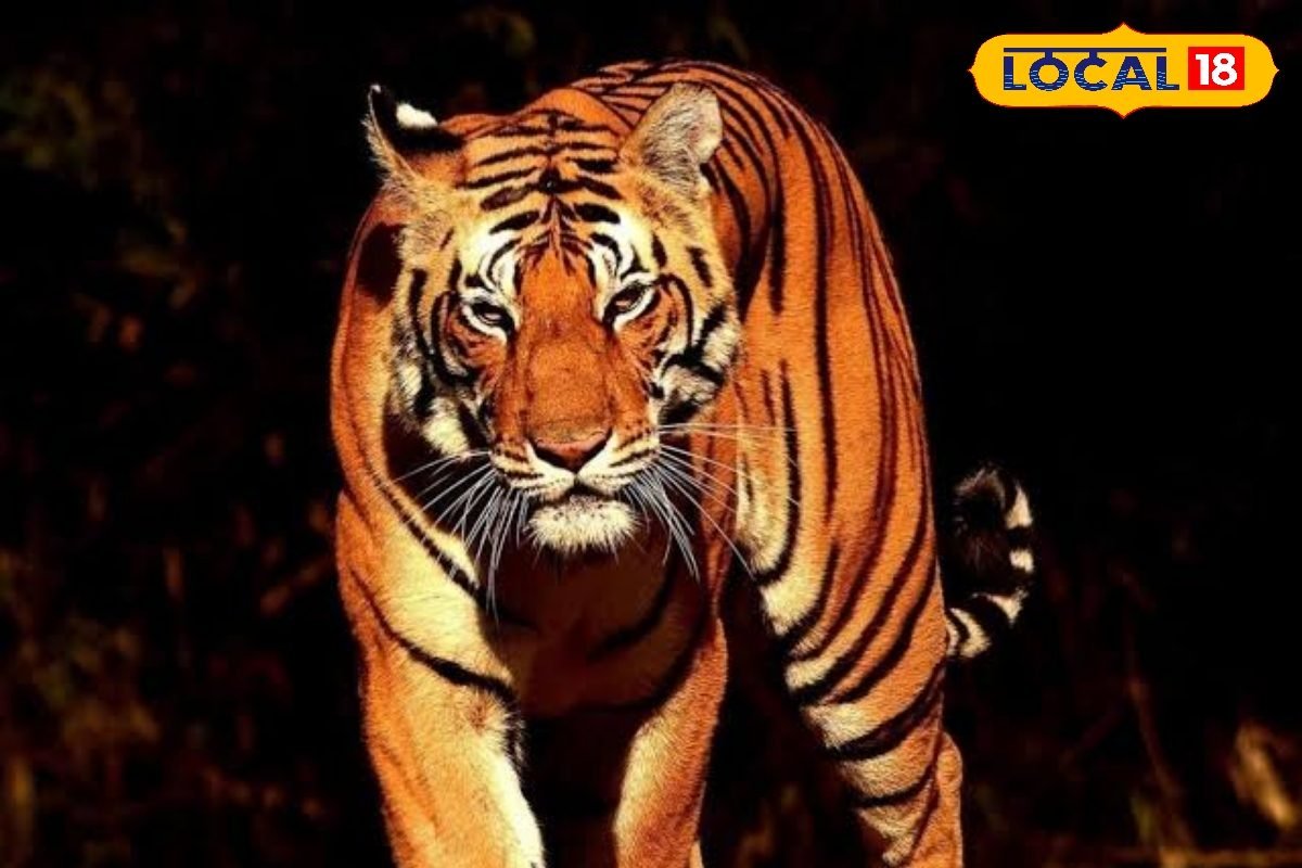 पलामू टाइगर रिजर्व में 500 कैमरा ट्रैप से हो रही बाघों की निगरानी, अहम जानकारियां हुई रिकॉर्ड