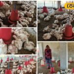 छोटे काम से बड़ी कमाई! मुर्गी पालन ने बदल दी छत्तीसगढ़ के सकून की जिंदगी, जानें सीक्रेट