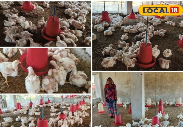 छोटे काम से बड़ी कमाई! मुर्गी पालन ने बदल दी छत्तीसगढ़ के सकून की जिंदगी, जानें सीक्रेट