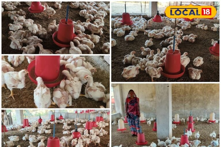 छोटे काम से बड़ी कमाई! मुर्गी पालन ने बदल दी छत्तीसगढ़ के सकून की जिंदगी, जानें सीक्रेट