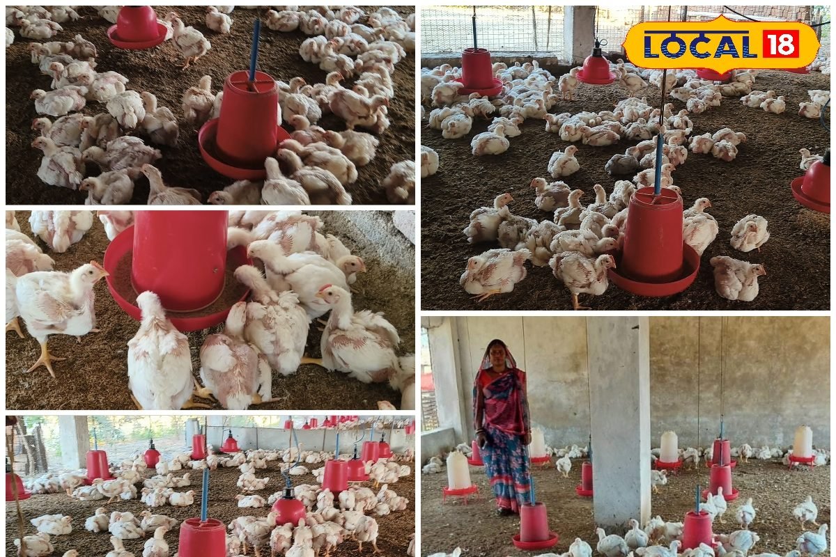 छोटे काम से बड़ी कमाई! मुर्गी पालन ने बदल दी छत्तीसगढ़ के सकून की जिंदगी, जानें सीक्रेट