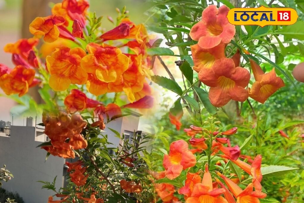 Gardening Tips: टिकोमा में नहीं आ रहे फूल? बस ये 2 आसान उपाय अपनाएं, कुछ ही दिनों में खिल उठेगा आपका गार्डन