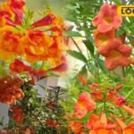 Gardening Tips: टिकोमा में नहीं आ रहे फूल? बस ये 2 आसान उपाय अपनाएं, कुछ ही दिनों में खिल उठेगा आपका गार्डन