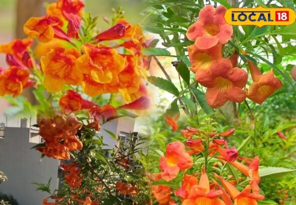 Gardening Tips: टिकोमा में नहीं आ रहे फूल? बस ये 2 आसान उपाय अपनाएं, कुछ ही दिनों में खिल उठेगा आपका गार्डन