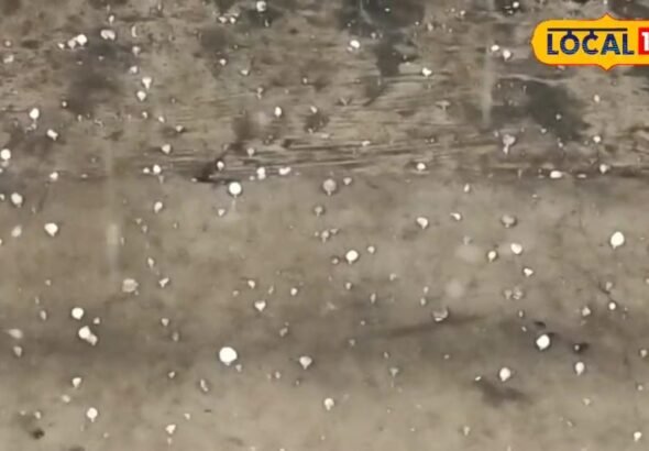 सीतामढ़ी में ओलावृष्टि का कहर, गेहूं,सरसों से लेकर आम-लीची तक बर्बाद, जानें हाल