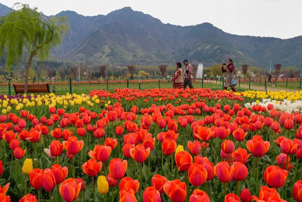 PHOTOS: कश्मीर का ट्यूलिप गार्डन, जहां अमिताभ-रेखा ने 'देखा एक ख्वाब', मंडे से आप भी ले सकते रुमानियत का अहसास