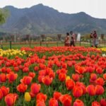 PHOTOS: कश्मीर का ट्यूलिप गार्डन, जहां अमिताभ-रेखा ने 'देखा एक ख्वाब', मंडे से आप भी ले सकते रुमानियत का अहसास