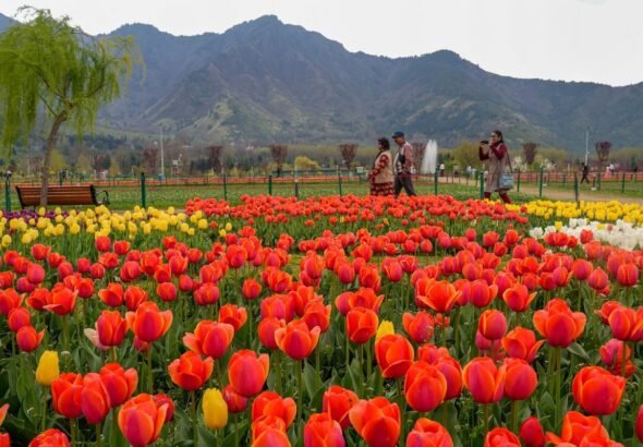 PHOTOS: कश्मीर का ट्यूलिप गार्डन, जहां अमिताभ-रेखा ने 'देखा एक ख्वाब', मंडे से आप भी ले सकते रुमानियत का अहसास