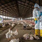 बिलासपुर के पोल्ट्री फार्म में बर्ड फ्लू, अलर्ट मोड में प्रशासन, उठाए गए ये सख्त कदम