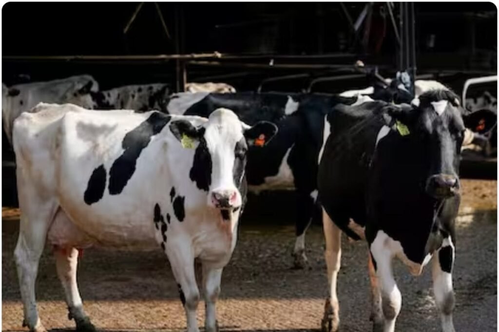 गौमूत्र में मिला असली सोना, वैज्ञानिकों की रिसर्च ने उड़ाई दुनिया की नींद, समंदर में छिपा है 10 अरब टन गोल्ड