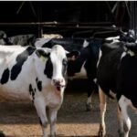 गौमूत्र में मिला असली सोना, वैज्ञानिकों की रिसर्च ने उड़ाई दुनिया की नींद, समंदर में छिपा है 10 अरब टन गोल्ड