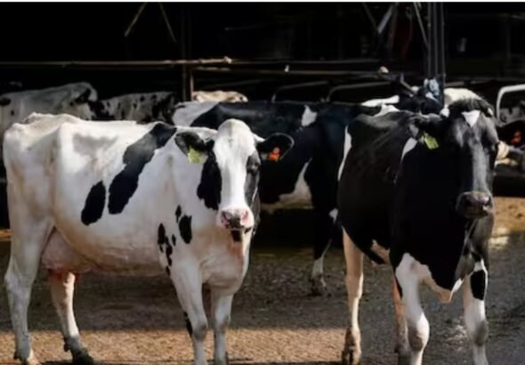 गौमूत्र में मिला असली सोना, वैज्ञानिकों की रिसर्च ने उड़ाई दुनिया की नींद, समंदर में छिपा है 10 अरब टन गोल्ड