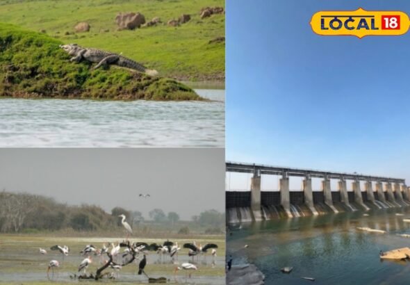 Manjira Wildlife Sanctuary: हैदराबाद के पास प्रकृति का जन्नत; मगरमच्छों और पक्षियों के दीदार के लिए बेस्ट है मंजीरा वाइल्ड लाइफ सैंक्चुअरी