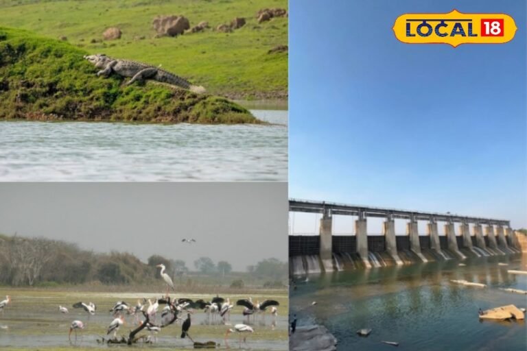 Manjira Wildlife Sanctuary: हैदराबाद के पास प्रकृति का जन्नत; मगरमच्छों और पक्षियों के दीदार के लिए बेस्ट है मंजीरा वाइल्ड लाइफ सैंक्चुअरी