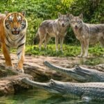 बंगाल टाइगर से लेकर भेड़ियों तक... चिड़ियाघर में 'खूंखार' और दुर्लभ मेहमान! जानिए कब से कर सकेंगे दीदार?