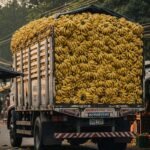 फर्जी नंबर प्लेट, ट्रक में ले जा रहे थे केले, जब हुई चेकिंग, तो पुलिस वाले भी हुए हक्के-बक्के!