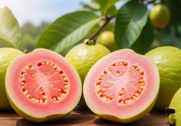 रिटायरमेंट के बाद शुरू की खेती, ताइवान पिंक अमरूद से बना रहे नई पहचान, कमा रहे तगड़ा मुनाफा