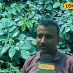 घर के गार्डन को बनाना है कूल और फ्रेश, तो घर में लगाएं चाइना डॉल प्लांट..यहां जानिए  इसे लगाने और संभालने के टिप्स