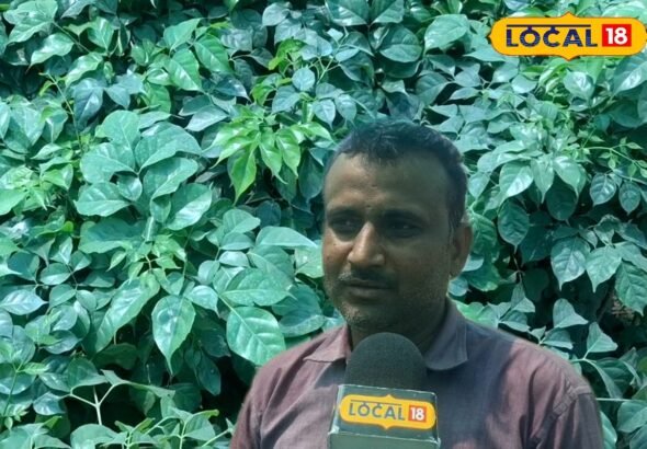 घर के गार्डन को बनाना है कूल और फ्रेश, तो घर में लगाएं चाइना डॉल प्लांट..यहां जानिए  इसे लगाने और संभालने के टिप्स