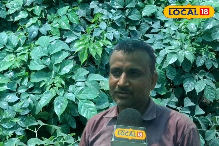 घर के गार्डन को बनाना है कूल और फ्रेश, तो घर में लगाएं चाइना डॉल प्लांट..यहां जानिए  इसे लगाने और संभालने के टिप्स