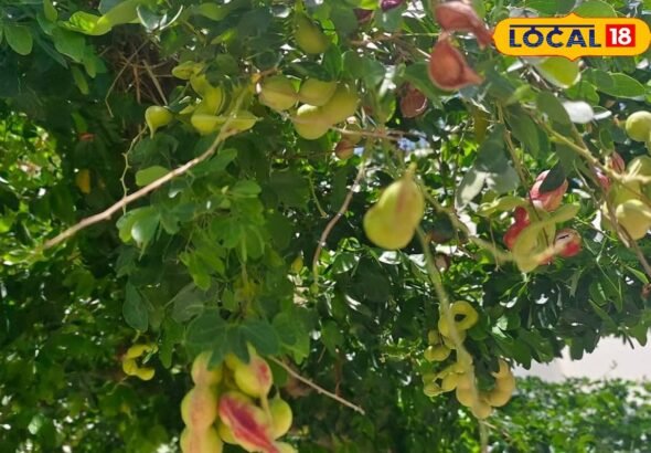 यूं ही नहीं कहते जंगल जलेबी को सूपरफूड, इसका खट्टा-मीठा स्वाद हर किसी को बनाता है अपना दीवाना..जानिए इसके हेल्थ बेनिफिट्स