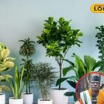 Vastu Tips: राहु-केतु और शनि से परेशान हैं? तो घर में लगाएं ये शुभ पौधे जो दिलाएंगे ग्रह दोष से मुक्ति