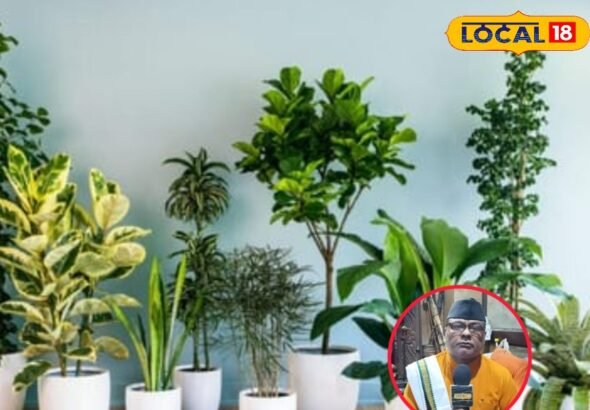 Vastu Tips: राहु-केतु और शनि से परेशान हैं? तो घर में लगाएं ये शुभ पौधे जो दिलाएंगे ग्रह दोष से मुक्ति