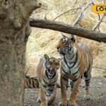 सज्जनगढ़ बायो पार्क में फिर सुनाई देगी बाघों की दहाड़! नागपुर जू से आएगा नया टाइगर, अदला-बदली शुरू