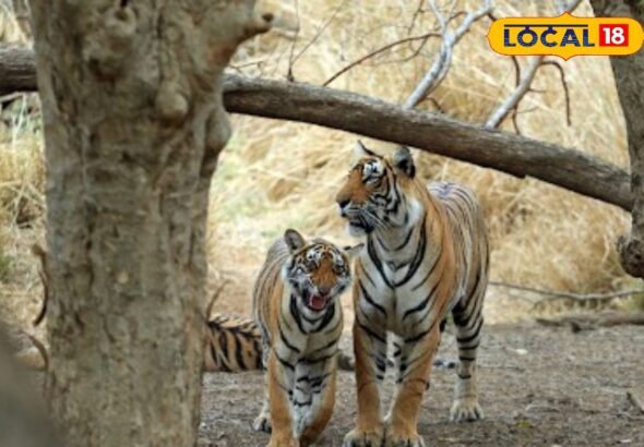 सज्जनगढ़ बायो पार्क में फिर सुनाई देगी बाघों की दहाड़! नागपुर जू से आएगा नया टाइगर, अदला-बदली शुरू