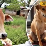 आखिर क्यों गाय को पहली और कुत्ते को आखिरी रोटी खिलाई जाती है? जानिए धार्मिक मान्यता