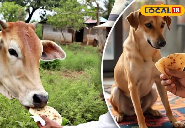 आखिर क्यों गाय को पहली और कुत्ते को आखिरी रोटी खिलाई जाती है? जानिए धार्मिक मान्यता
