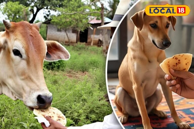 आखिर क्यों गाय को पहली और कुत्ते को आखिरी रोटी खिलाई जाती है? जानिए धार्मिक मान्यता