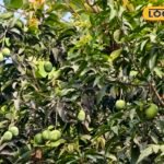 आम तोड़ने और पकाने का सही तरीका क्या है, यहां जानिए एक्सपर्ट की सलाह