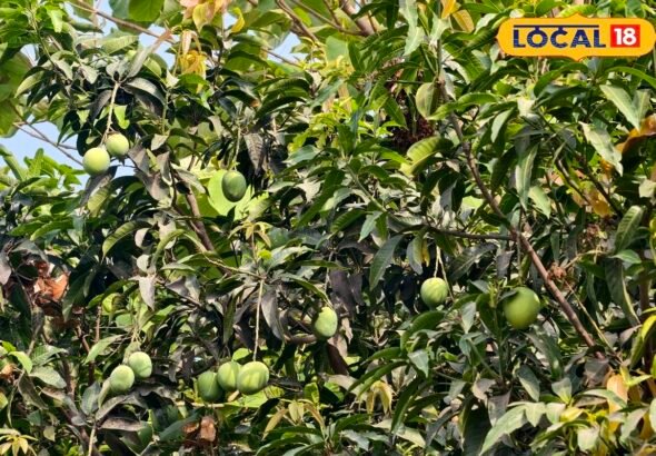 आम तोड़ने और पकाने का सही तरीका क्या है, यहां जानिए एक्सपर्ट की सलाह