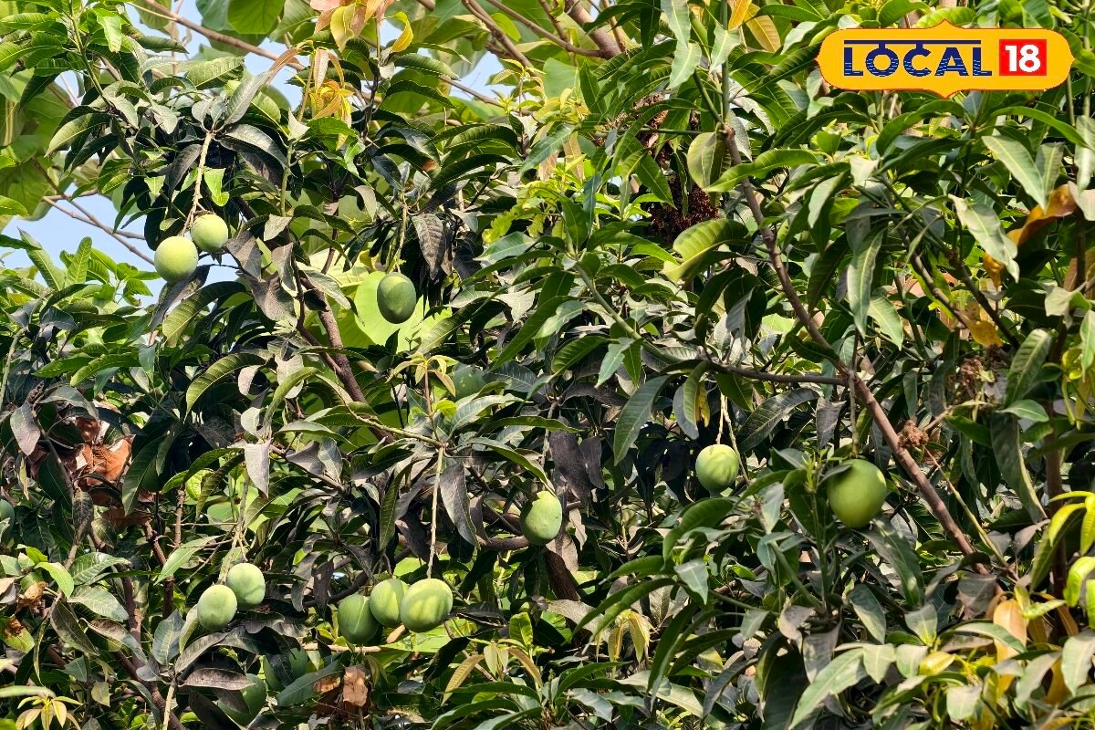 आम तोड़ने और पकाने का सही तरीका क्या है, यहां जानिए एक्सपर्ट की सलाह