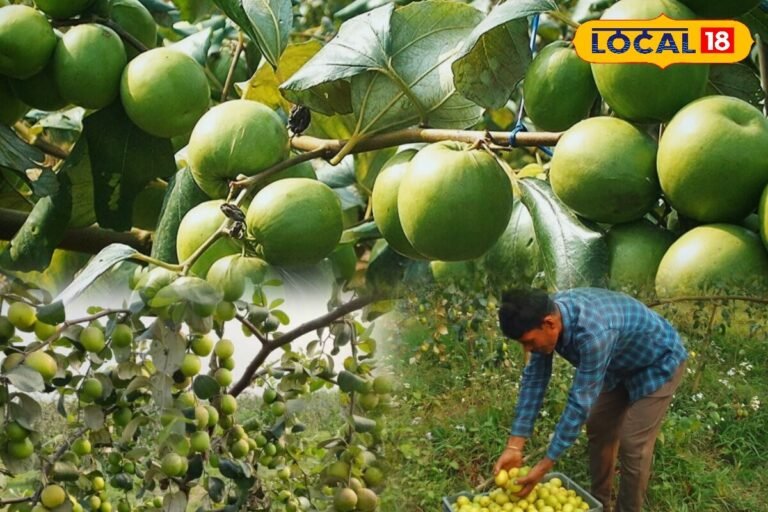 कम मेहनत में ज्यादा कमाई का फॉर्मूला! जानिए कैसे थाई एप्पल की खेती बना सकती है किसानों को मालामाल